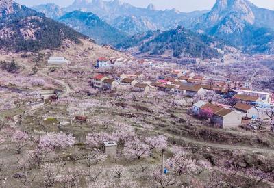 航拍杏林，你有没有被惊艳到？