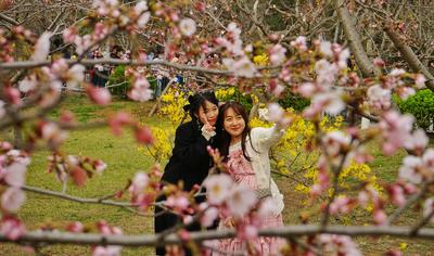 中山公园第一波樱花开了！来，接图