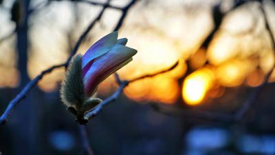 夕阳+晚霞+腊梅…青岛最能打的春景 | 云赏花⑤