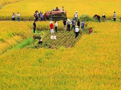 “农业芯片”卡脖子，中国种业酝酿怎样的变局？