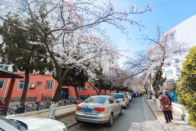 第34年盛开！青岛最美“樱花隧道”已上线