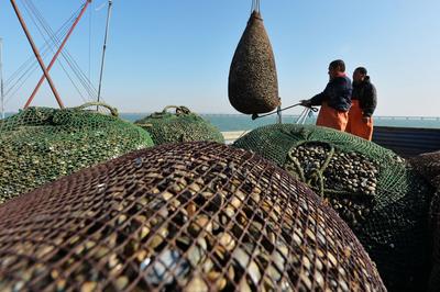 红岛渔港蛤蜊海螺毛蚶大量上市，肉肥味美