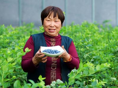 春天的第一盘蓝莓！青岛这里有个蓝莓小镇