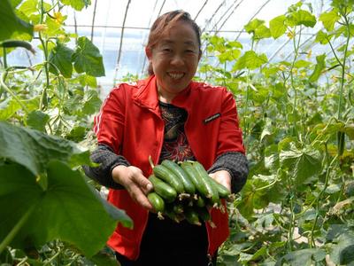 即墨移风店镇种植面积约6万亩，年产蔬菜60万吨，70多家蔬菜合作社销售旺