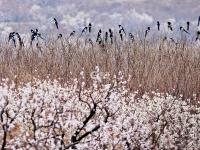 春风十里景如画！青岛这里的樱桃花开了
