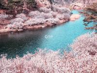 北九水屏保级大图：水库+樱桃花，美到上头