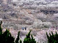 春风十里景如画！青岛这里的樱桃花开了