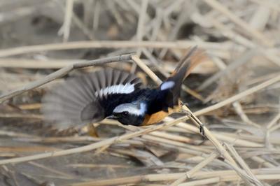 实拍白沙河畔“鸟类天堂”：震旦鸦雀、北红尾鸲……原来长这样