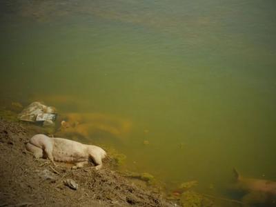 黄河堤内丢弃死猪事件追踪：已收集死猪48头，确定2名嫌疑人