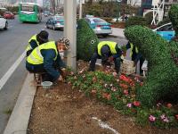 春回大地，青岛街头“穿花衣”