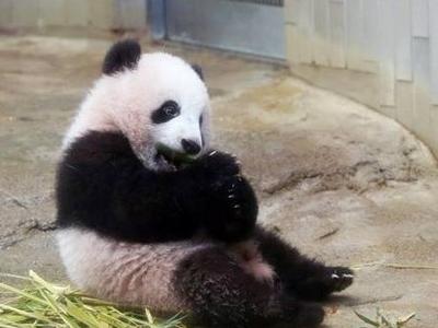 受新冠疫情影响，日本出生大熊猫“香香”归还中国时间再次延期