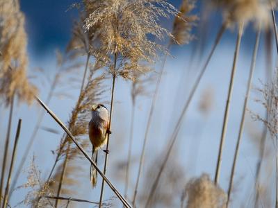 实拍白沙河畔“鸟类天堂”：震旦鸦雀、北红尾鸲……原来长这样