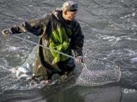 一捞一麻袋!青岛风河入海口现鲻鱼群 渔民乐了(多图)  