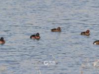 连续三年！极危物种青头潜鸭再度现身城阳