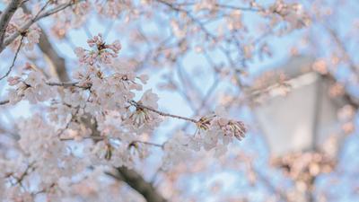 清明假期安排上！青岛首届樱花节在这办