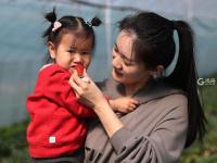 “草莓书记”开启直播带货 助力乡村振兴 