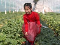 “草莓书记”开启直播带货 助力乡村振兴 