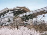 开往春天的地铁 | 庙石站，春日写真小众取景地！