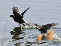 连续三年！极危物种青头潜鸭再度现身城阳