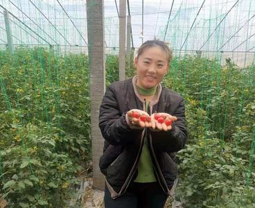 平度市崔家集镇前洼村种植樱桃西红柿效益可观，人均年收入达4万元以上