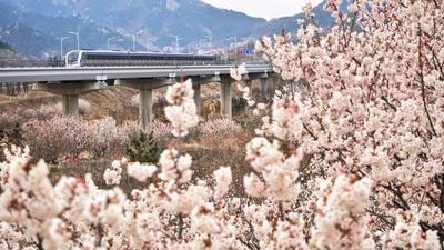青岛地铁11号线：穿越杏林、樱桃花海，开往春天