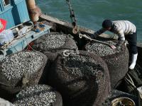 红岛渔港蛤蜊海螺毛蚶大量上市，肉肥味美