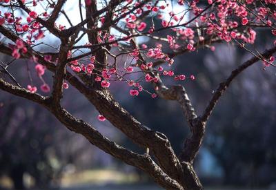 来自春天的信号：枝上梅花初绽放