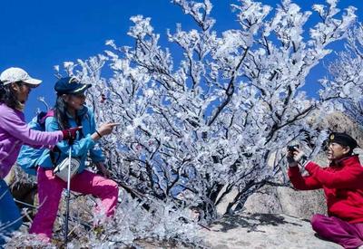 实拍崂山峰顶冰挂，一半春色一半冬景