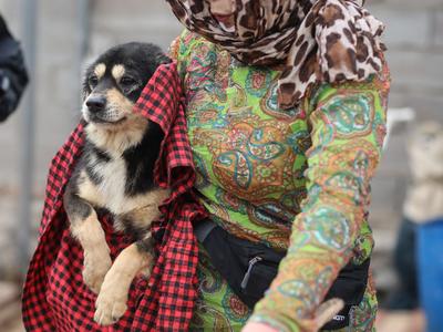 倾尽全力给“小流浪”们一个家！崂山脚下藏了个不一般的小院