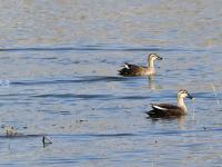 连续三年！极危物种青头潜鸭再度现身城阳