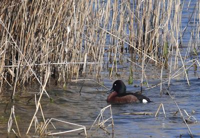 连续三年！极危物种青头潜鸭再度现身城阳
