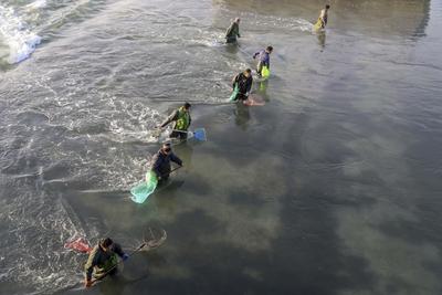 一捞一麻袋!青岛风河入海口现鲻鱼群 渔民乐了(多图)  