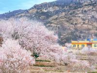 开往春天的地铁 | 庙石站，春日写真小众取景地！