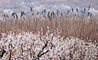 春风十里景如画！青岛这里的樱桃花开了