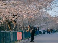 清明假期安排上！青岛首届樱花节在这办