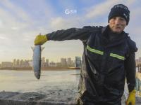 一捞一麻袋!青岛风河入海口现鲻鱼群 渔民乐了(多图)  