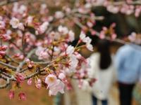中山公园第一波樱花开了！来，接图