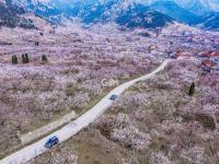 听！是花开的声音！丨观海美图周赏⑧