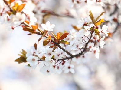 打喷嚏、流鼻涕、鼻子痒、眼睛痒……远离花为何还会花粉过敏？