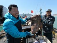 春捕船靠岸实拍：虾虎、八带、鮟鱇鱼
