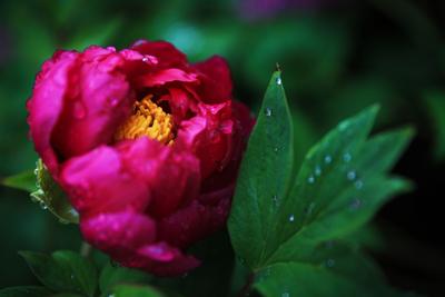 国色天香牡丹开 雨后“花中之王”美出新高度