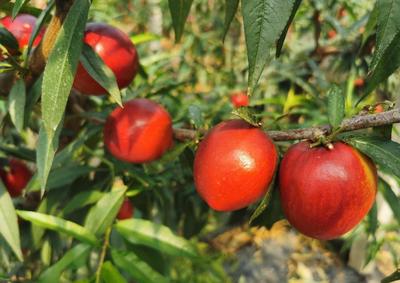 白沙河油桃抢“鲜”上市，每公斤30元为果农带来甜蜜收益