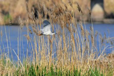 青岛湿地鸟类：金眶鸻、反嘴鹬…读不出来？直接上图！