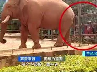 引众怒！云南昆明大象再次被游客投喂塑料袋，目前大象已将塑料袋排出