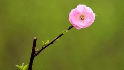 春色渐腴，花满校园，快来看青岛理工大学的百花赏鉴！
