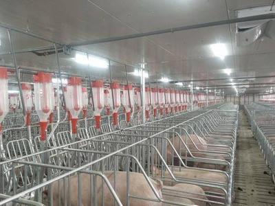 200万头！万福集团自动化生猪屠宰及智能化储存项目年内投产