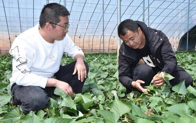 大区经理转行“新农民” ！青岛小伙年育薯苗达1000万株以上