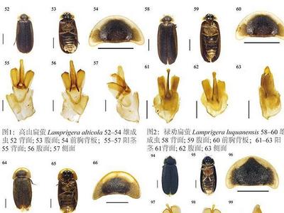 云南发现萤火虫3个新种、4个中国新纪录种