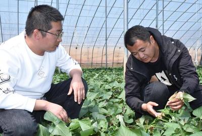 育出6个国家级花生良种！青岛这一企业种苗跨越式发展达全国领先水平