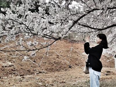 中国海洋大学樱花上线，校园里的一抹小清新